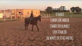 ADOPTED! Dead-broke, kid-safe gelding ready for adoption
