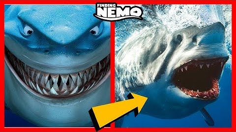Finding Nemo Characters In Real Life!