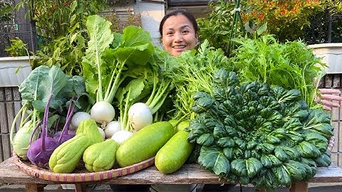 Thu hoạch cải hoa Hồng, rau tầng ô,cải ngọt đuôi phụng,su su,su hào xanh tím,bầu & củ cải tròn #1553