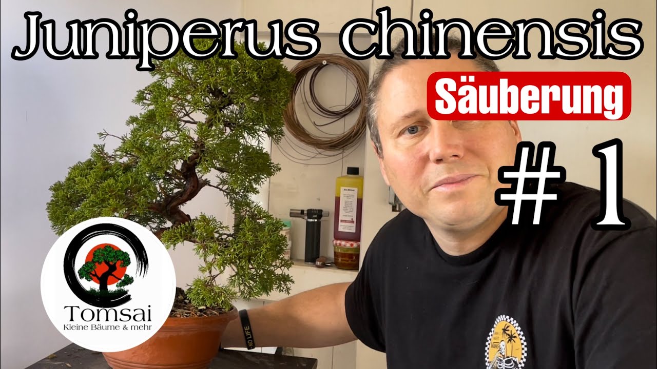Wacholder Juniperus Chinensis #1 Säuberung Bonsai 71/22