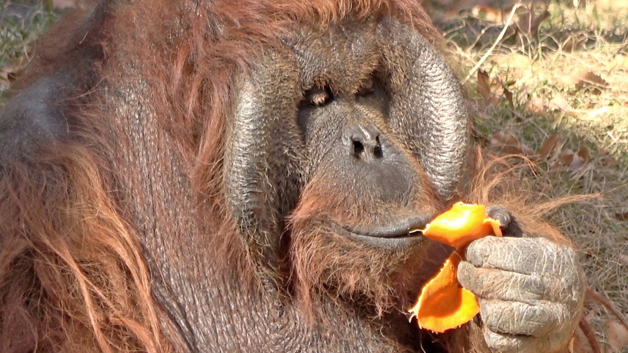 オランウータン ミカンを食べるキューさん・オランウータン 2026/01/26 - YouTube