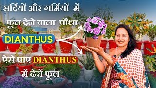 सर्दियों और गर्मियों में फूल देने वाला पौधा/ऐसे पाएं Dianthus में ढेरों फूल 💯 by Garden of Kavita 533 views 2 months ago 5 minutes, 8 seconds