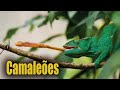 Camaleo muda de cor  madagascar  camaleo caando e camuflando  camaleopantera  chameleon