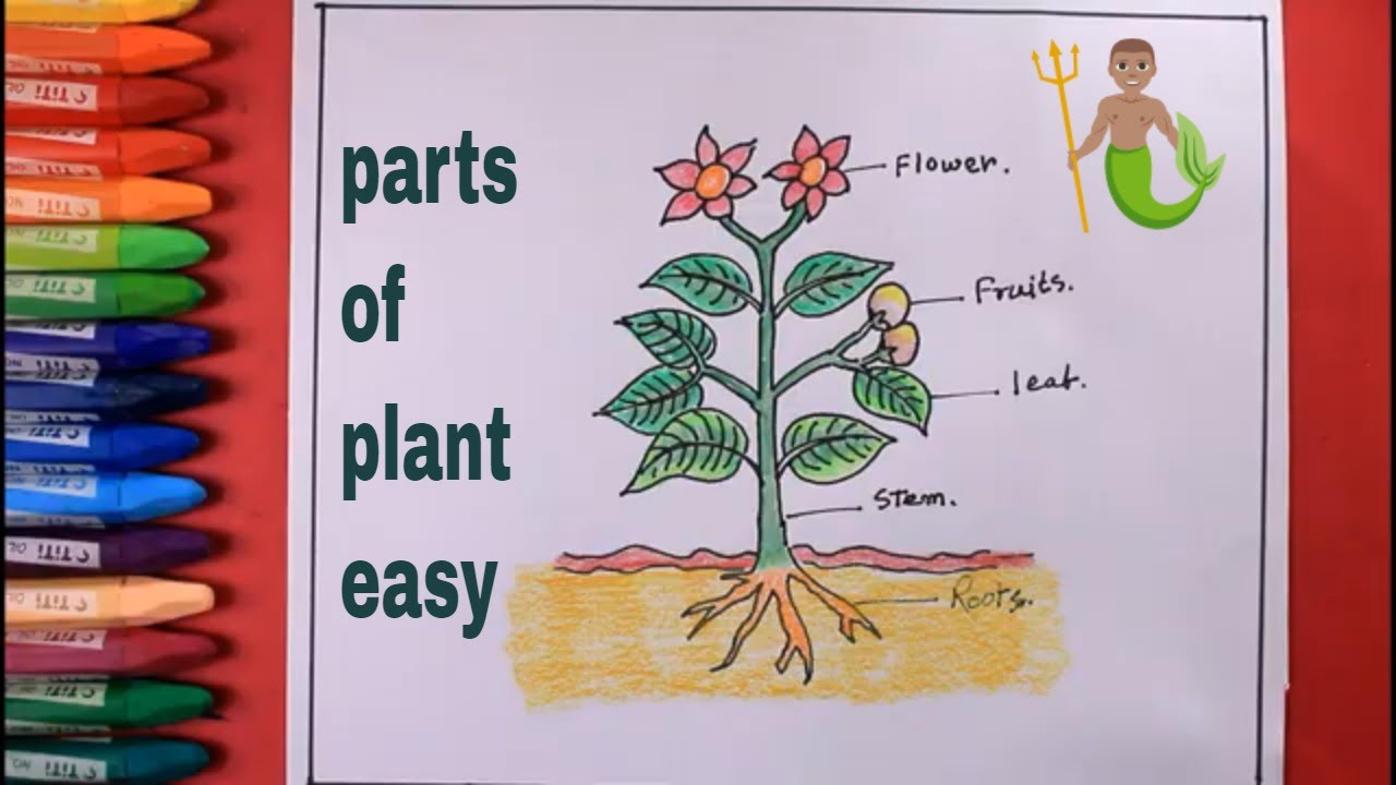 How plants parts help them meet their basic needs