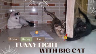 Funny Kittens Having Fun & Playing by meowcat 2,545 views 1 year ago 5 minutes, 59 seconds