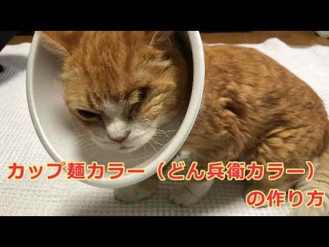 猫用カップ麺カラー どん兵衛カラー の紹介と作り方 Youtube