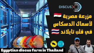 مزرعة مصرية ?? لأسماك الدسكاس في قلب تايلاند Egyptian discus farm in Thailand ??