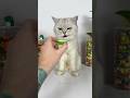 Thank you cat#shorts #cats