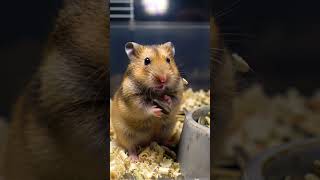 Busted! Hamster Caught Snacking at Midnight 😂🐹 #hamster #shorts #fyp #funnyanimals #crittermoment