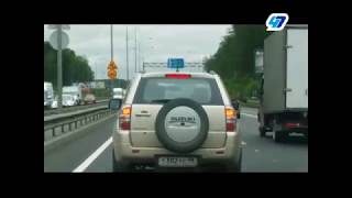 Лось напугал водителей на Колтушском шоссе