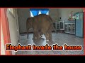 Elephant invade house [พลายบัวบาน]
