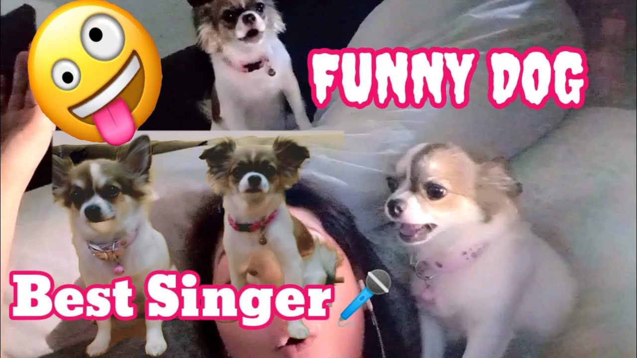 VIRAL FUNNY DOG COMPILATION 2020 YouTube