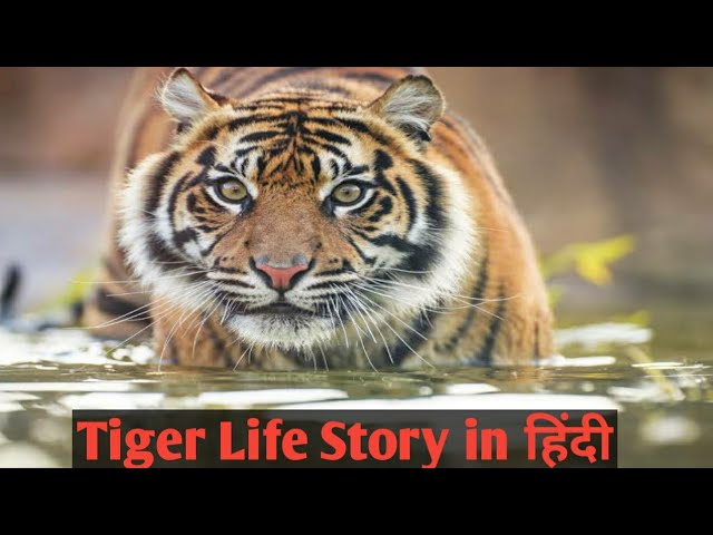 Tiger full life story in Hindi | Animal Planet Hindi | - YouTube