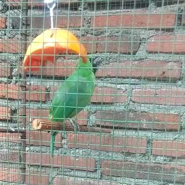 Cucak ijo , ngamuk muntah isian . ( Ganaspatih )