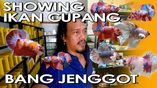 SHOWING IKAN CUPANG DI KIOS CUPANG BANG JENGGOT