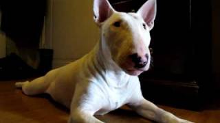 Relaxing Bull Terrier