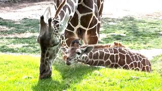 Giraffe Calf Moyo Explores New Tastes at Reid Park Zoo