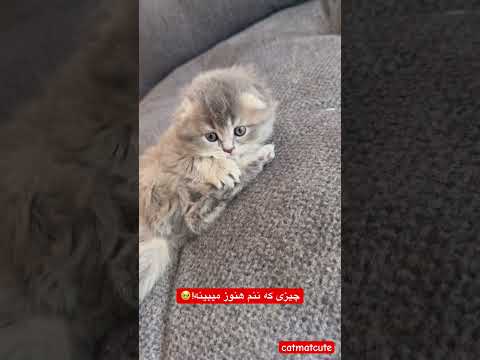 عشق مادر و گربه ای هم یه همچین چیزیه   خندارترین ترند