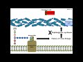 Amoxycillin - Mechanism of Action