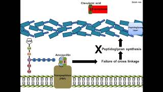 Amoxycillin - Mechanism of Action