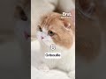 Voici Les 10 Prénoms Les Plus Portés Par Les Chats En France En 2025 Voici Les 10 Prénoms Les Plus Portés Par Les Chats En France En 2025