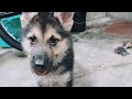 Cute 2 month old shepsky  german shepherdhusky mix