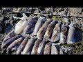 PANEN CUMI TEPAT DI SARANGNYA | eging | mancing