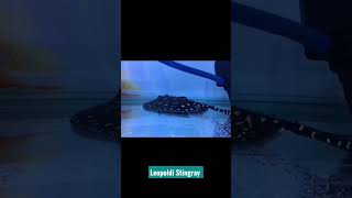 Leopoldi Stingray Xingu River Ray Black Diamond Stingray Potamotrygon Leopoldi Stingray Fish