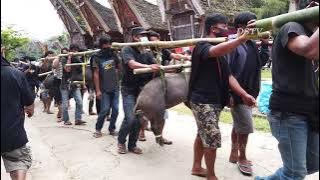 Rambu Solo Tana Toraja unik adalah Pemakaman Termahal di Dunia