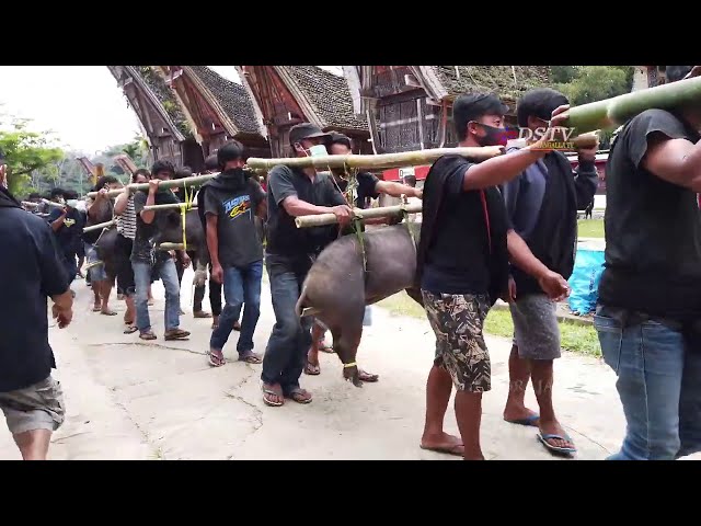 Rambu Solo Tana Toraja unik adalah Pemakaman Termahal di Dunia class=