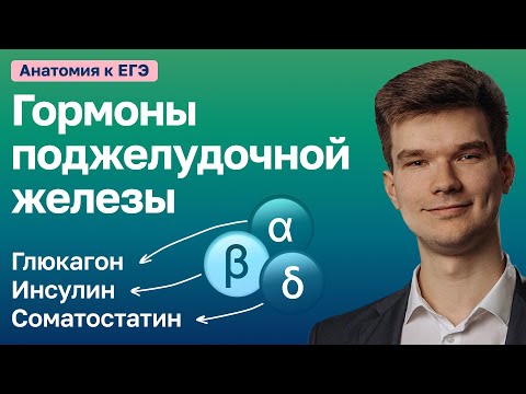 6.87. Гормоны поджелудочной железы | Анатомия к ЕГЭ | Георгий Мишуровский