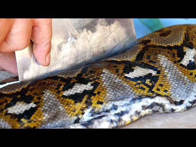 Indonesian Food - GIANT PYTHON Snake Curry Manado Indonesia