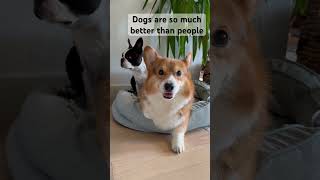 Dog’s are so much better than people #pembrokewelshcorgi #bostonterrier #dogs #dogfriends