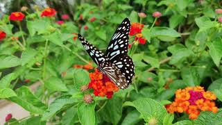 الفراشة رمز جمال الطبيعة .بدقة الصورة 4K....  سبحان الخالق .