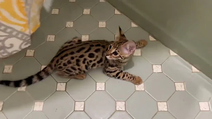 Video 3073811: f1 savannah kitten, savannah f1 boy, beautiful savannah kitten, breeds savannah