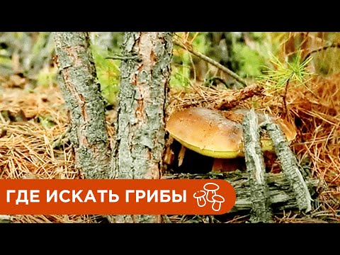 Где и Как Искать Грибы? Где растут Белые Грибы?