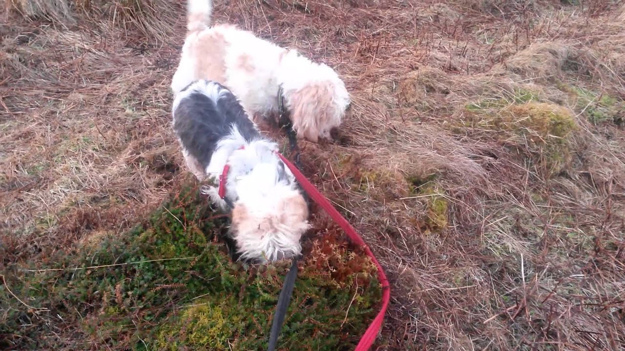 PBGV 2015 Hunting YouTube pbgv-2015-hunting-youtube