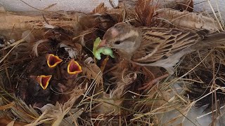 Sparrow Parenting Discovering What They Feed Their Babies in the Nest