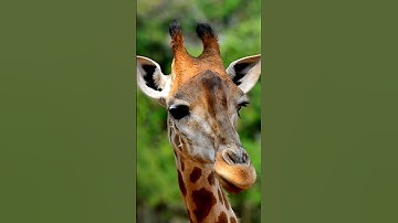 giraffe sounds | giraffe sound  #animalsouds #animalnoises #cutelittleanimals