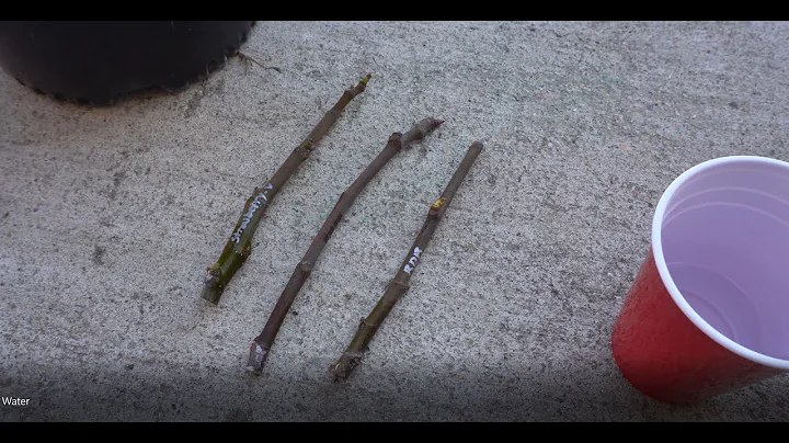 Propagate Figs From Cuttings In Water