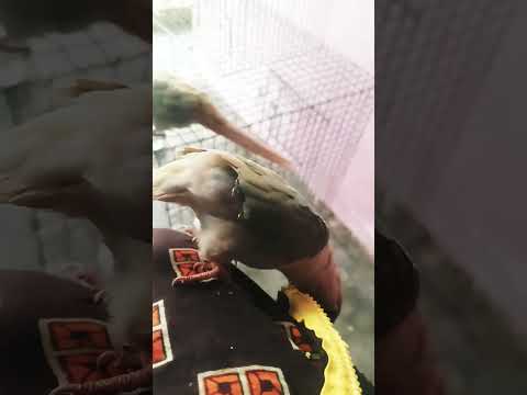 ம ன யப ப என ன ல ம ட யலப ப Husbandsothanaigal Funny Chicken Kozhi Koothugal Funny Vairal Usa 