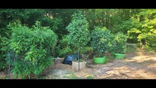 2024 VA Outdoor Cannabis grow Aug.25th *Girls are stacking up and terps in the air!*
