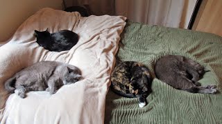 The Kits Cats - Vlog #9