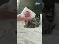 What kind of dog is that???