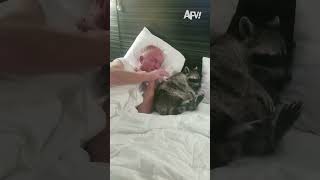 What kind of dog is that???