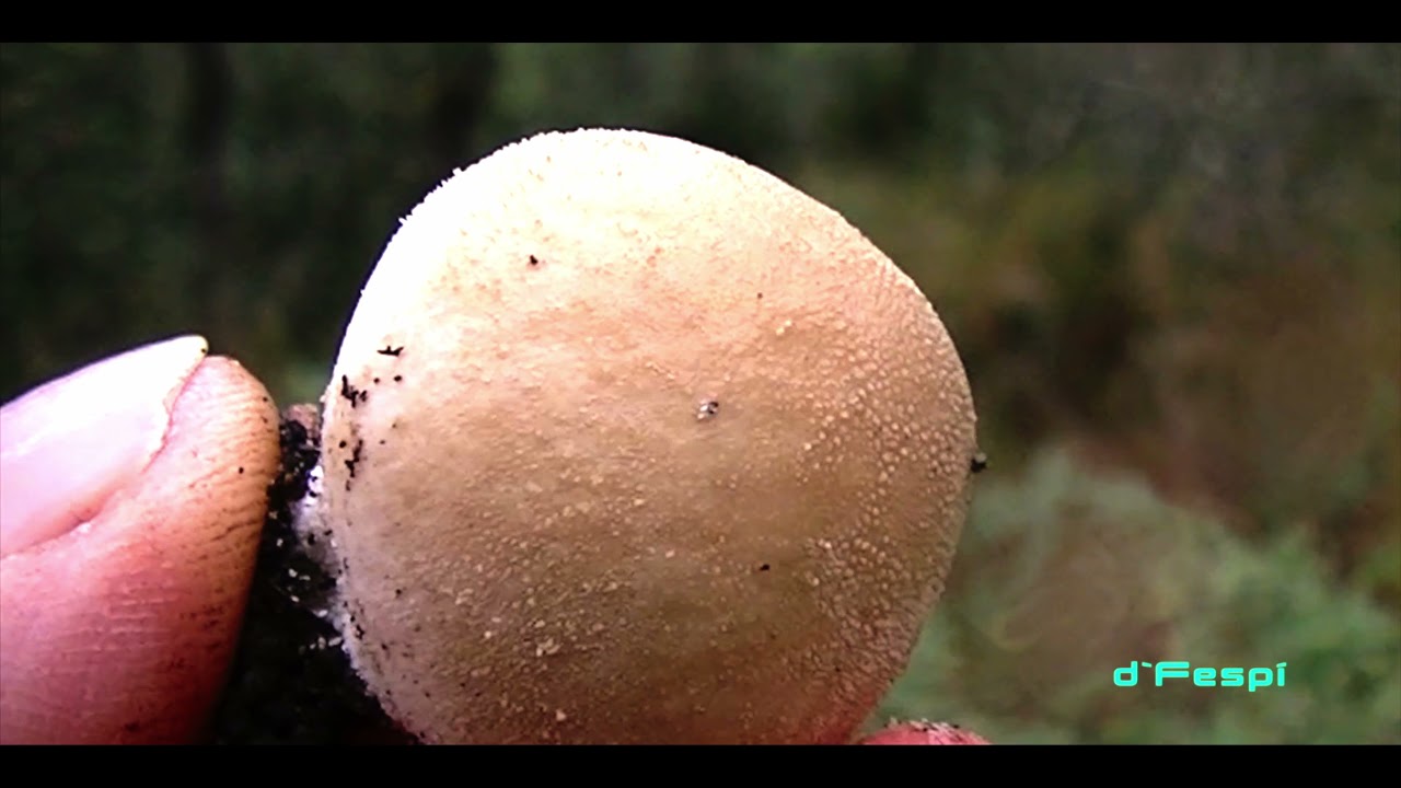 LYCOPERDON - Lycoperdon molle- bejines-  cuescos de lobo -