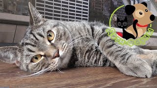 Лечение лишая у собак и кошек (важные моменты, о которых часто забывают) Лечение лишая у собак и кошек (важные моменты, о которых часто забывают)