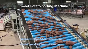 sweet potato sizer, sweet potato sorting grading machine#sweet potato #sorting