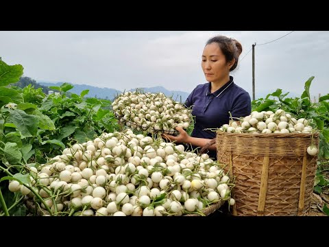 Harvesting White Eggplant Garden Goes to the market sell - Gardening | Loc Thi Huong