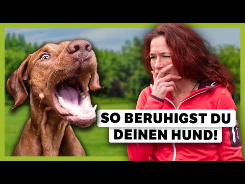 Video: 3 Hauptzeichen Ihr Hund ist gestresst